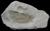 Rare Devonian Phyllocarid (Rhinocaris) - Ohio (Special Price) #44381-2
